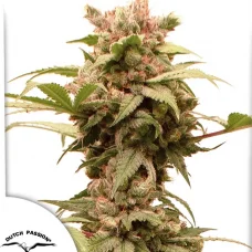 Auto CBG-Force®